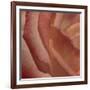 Heart of a Rose III-Rita Crane-Framed Photographic Print