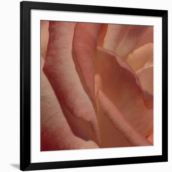 Heart of a Rose III-Rita Crane-Framed Photographic Print