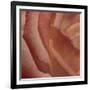 Heart of a Rose III-Rita Crane-Framed Photographic Print