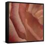 Heart of a Rose III-Rita Crane-Framed Stretched Canvas