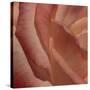 Heart of a Rose III-Rita Crane-Stretched Canvas