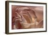 Heart of a Rose IX-Rita Crane-Framed Photographic Print