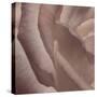 Heart of a Rose VII-Rita Crane-Stretched Canvas