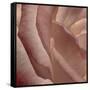 Heart of a Rose XI-Rita Crane-Framed Stretched Canvas