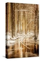 Heart of Gold-Philippe Sainte-Laudy-Stretched Canvas