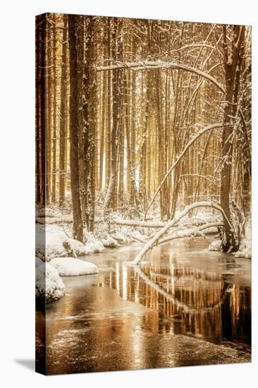 Heart of Gold-Philippe Sainte-Laudy-Stretched Canvas