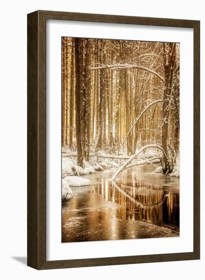 Heart of Gold-Philippe Sainte-Laudy-Framed Photographic Print