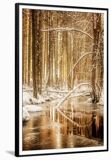 Heart of Gold-Philippe Sainte-Laudy-Framed Premium Photographic Print