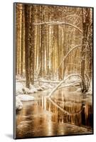 Heart of Gold-Philippe Sainte-Laudy-Mounted Photographic Print