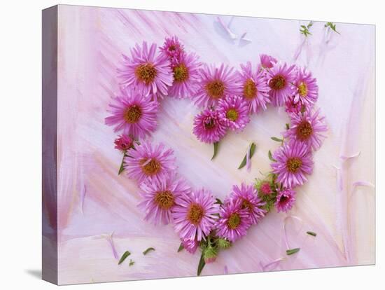 Heart of Pink Asters-Friedrich Strauss-Stretched Canvas