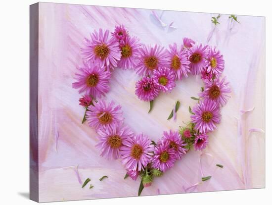 Heart of Pink Asters-Friedrich Strauss-Stretched Canvas