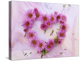 Heart of Pink Asters-Friedrich Strauss-Stretched Canvas