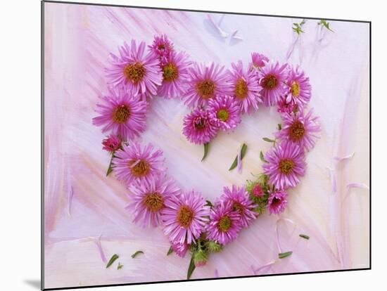 Heart of Pink Asters-Friedrich Strauss-Mounted Photographic Print