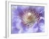 Heart of the Camellia I-Gillian Hunt-Framed Photographic Print