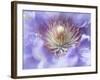 Heart of the Camellia I-Gillian Hunt-Framed Photographic Print