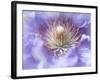 Heart of the Camellia I-Gillian Hunt-Framed Photographic Print