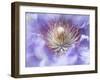 Heart of the Camellia I-Gillian Hunt-Framed Photographic Print