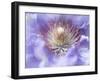 Heart of the Camellia I-Gillian Hunt-Framed Photographic Print