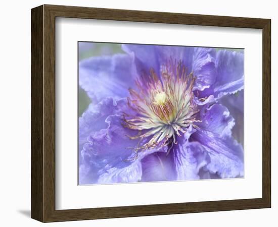 Heart of the Camellia II-Gillian Hunt-Framed Photographic Print