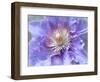 Heart of the Camellia II-Gillian Hunt-Framed Photographic Print