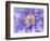 Heart of the Camellia II-Gillian Hunt-Framed Photographic Print