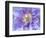 Heart of the Camellia II-Gillian Hunt-Framed Photographic Print