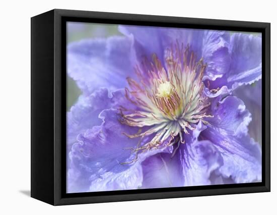 Heart of the Camellia II-Gillian Hunt-Framed Stretched Canvas