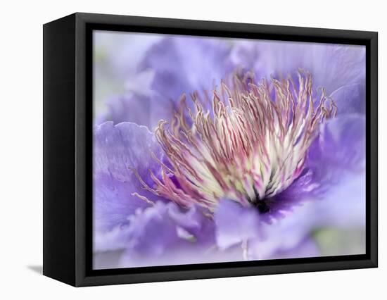 Heart of the Camellia III-Gillian Hunt-Framed Stretched Canvas