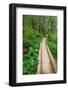 Heart of the Forest Trail Boardwalk Olympic National Park.-Alan Majchrowicz-Framed Photographic Print