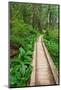 Heart of the Forest Trail Boardwalk Olympic National Park.-Alan Majchrowicz-Mounted Photographic Print