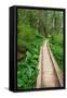 Heart of the Forest Trail Boardwalk Olympic National Park.-Alan Majchrowicz-Framed Stretched Canvas