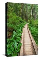 Heart of the Forest Trail Boardwalk Olympic National Park.-Alan Majchrowicz-Stretched Canvas