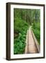 Heart of the Forest Trail Boardwalk Olympic National Park.-Alan Majchrowicz-Framed Photographic Print