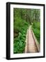 Heart of the Forest Trail Boardwalk Olympic National Park.-Alan Majchrowicz-Framed Photographic Print