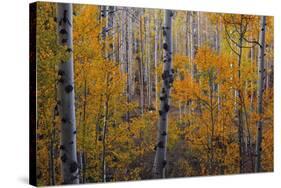 Heart of the Forest-Michael Greene-Stretched Canvas