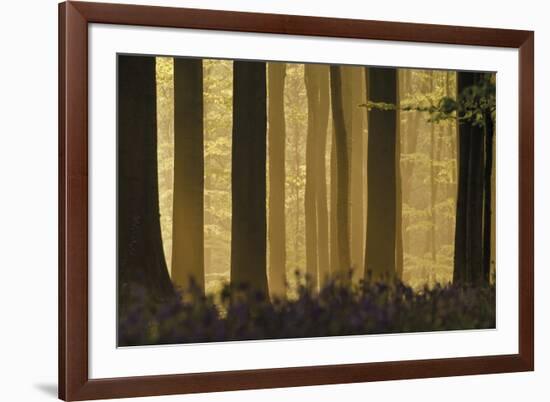 Heart of the Forest-Wild Wonders of Europe-Framed Giclee Print