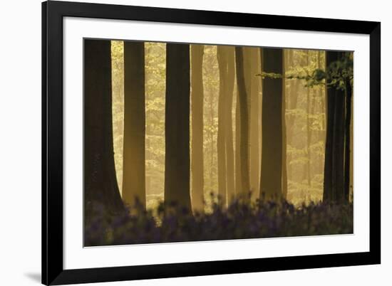 Heart of the Forest-Wild Wonders of Europe-Framed Giclee Print