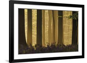 Heart of the Forest-Wild Wonders of Europe-Framed Giclee Print