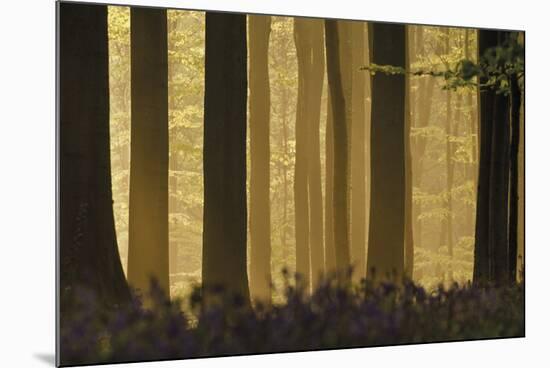 Heart of the Forest-Wild Wonders of Europe-Mounted Giclee Print
