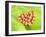 Heart of Tulips-Klaus Arras-Framed Premium Photographic Print