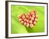 Heart of Tulips-Klaus Arras-Framed Photographic Print