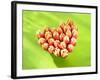 Heart of Tulips-Klaus Arras-Framed Photographic Print