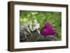 Heart, Pink, Flowers, Wild Chervil, Green-Andrea Haase-Framed Photographic Print