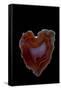 Heart Shaped Banded Agate, Quartzsite, AZ-Darrell Gulin-Framed Stretched Canvas