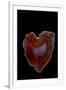 Heart Shaped Banded Agate, Quartzsite, AZ-Darrell Gulin-Framed Photographic Print