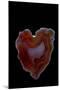 Heart Shaped Banded Agate, Quartzsite, AZ-Darrell Gulin-Mounted Photographic Print