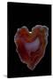 Heart Shaped Banded Agate, Quartzsite, AZ-Darrell Gulin-Stretched Canvas