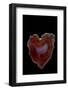 Heart Shaped Banded Agate, Quartzsite, AZ-Darrell Gulin-Framed Photographic Print