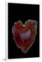 Heart Shaped Banded Agate, Quartzsite, AZ-Darrell Gulin-Framed Photographic Print