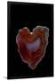 Heart Shaped Banded Agate, Quartzsite, AZ-Darrell Gulin-Framed Photographic Print